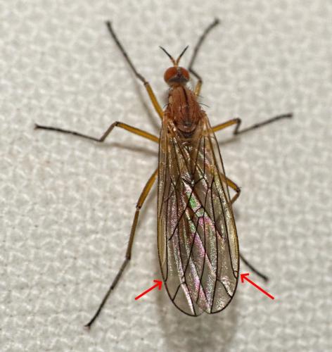 Réf. 343 026 : Empis stercorea